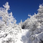 Frozen Krummholz on Mt. Lafayette Old Bridle Path