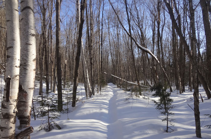 Wilderness Trail in Winter