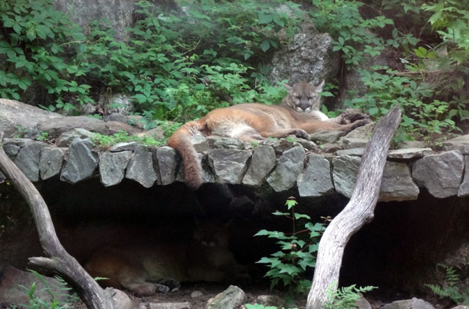 A Mountain Lion at Squam Lakes Science Center